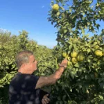 Srdce přírody v každém plodu: Proč volit ovoce z malých rodinných farem? náhledový obrázek