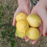 Citronová a pomerančová esence řeckého slunce náhledový obrázek
